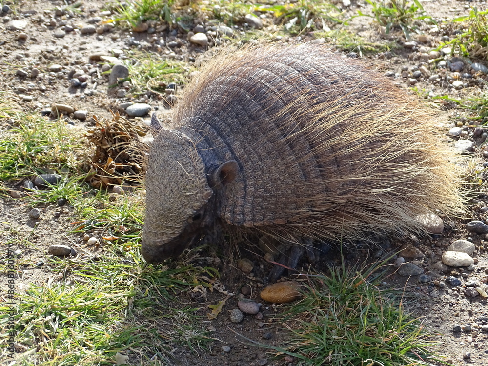 Obraz premium Armadillo, peludo animal. 