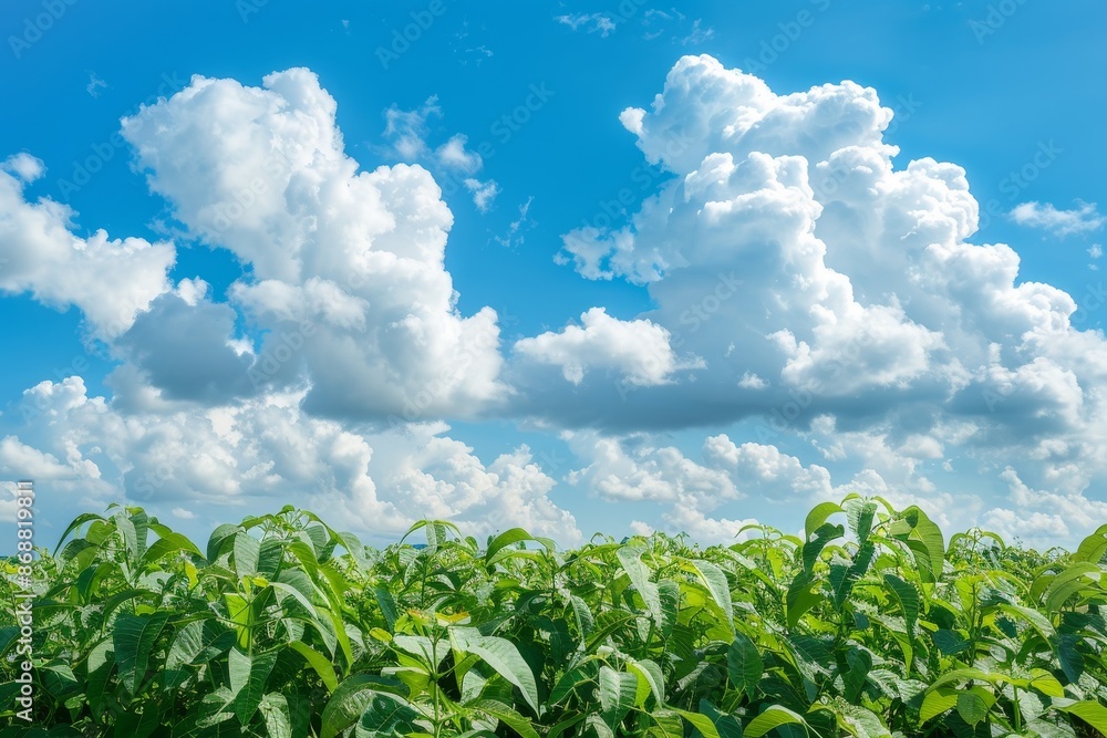 White clouds drifting over the cassava fields Sky filled with white clouds with green cassava leaves White clouds drifting over the cassava fields Sky filled with white clouds with green cassava leaves