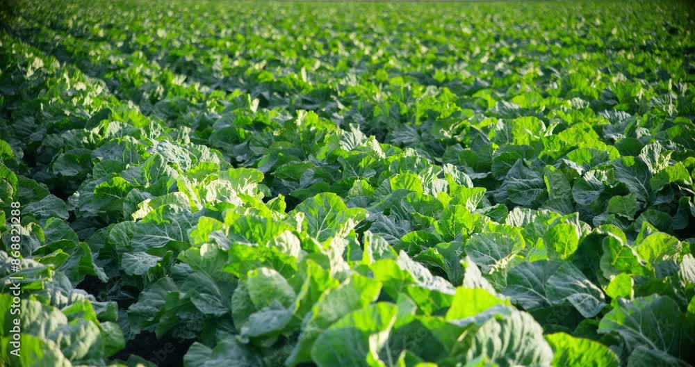 Early morning cauliflower field close-up panning left to right Early morning cauliflower field close-up panning left to right