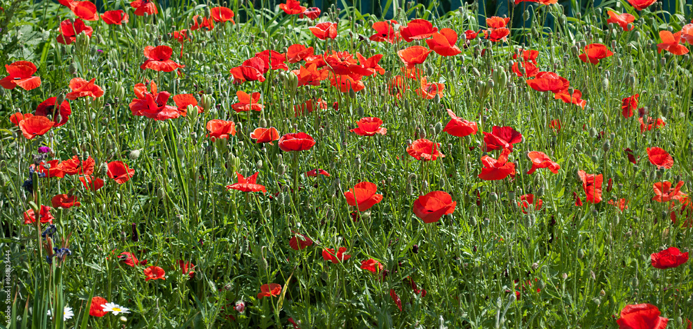 Fototapeta premium field of red poppies