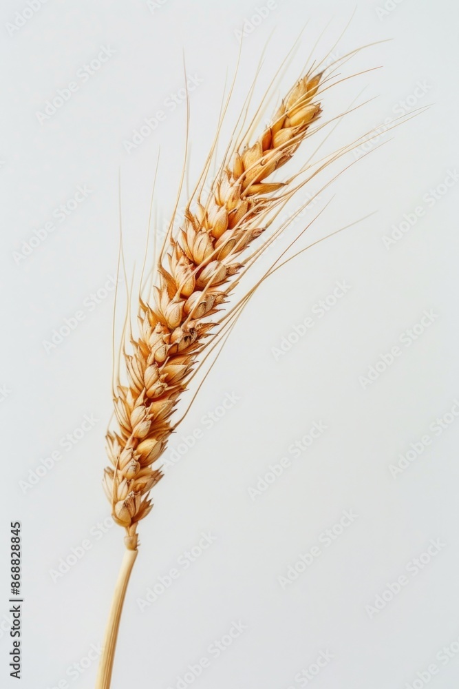 A solitary wheat stalk on a clean white background A solitary wheat stalk on a clean white background