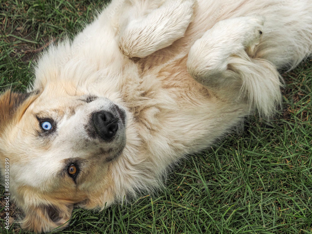 Elliott the Great Pyrenees livestock dog watching over his farm with one brown eye and one blue eye Elliott the Great Pyrenees livestock dog watching over his farm with one brown eye and one blue eye