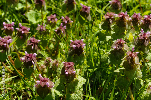 Lamier pourpre, Lamium purpureum