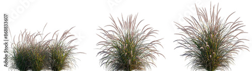 Pennisetum setaceum Rubrum single grass isolated png on a transparent background premium cutout high resolution (Tender Purple Fountain Grass)