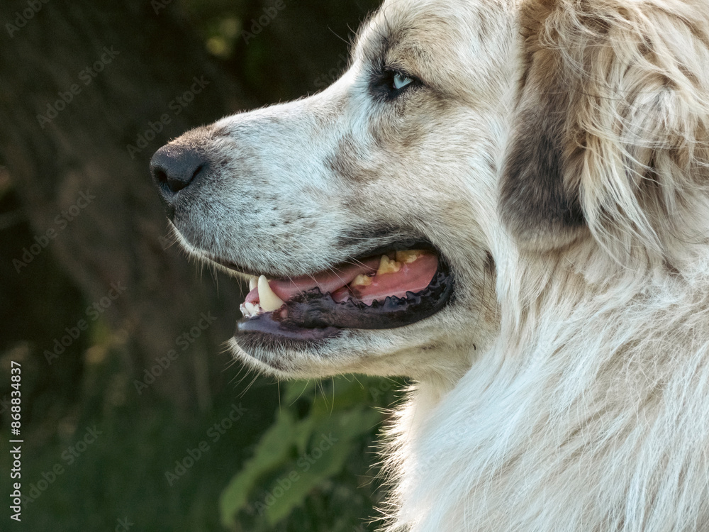 Elliott the Great Pyrenees livestock dog watching over his farm with one brown eye and one blue eye Elliott the Great Pyrenees livestock dog watching over his farm with one brown eye and one blue eye