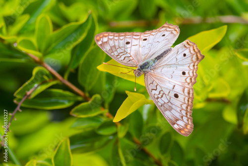 Borboleta-pavão-branco (Anartia jatrophae) photo