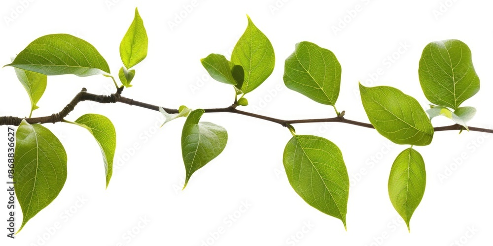 A close-up shot of a tree branch with lush green leaves A close-up shot of a tree branch with lush green leaves
