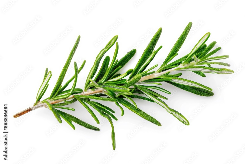 Fototapeta premium A single sprig of rosemary on a white background, suitable for use in still life photography or as a decorative element