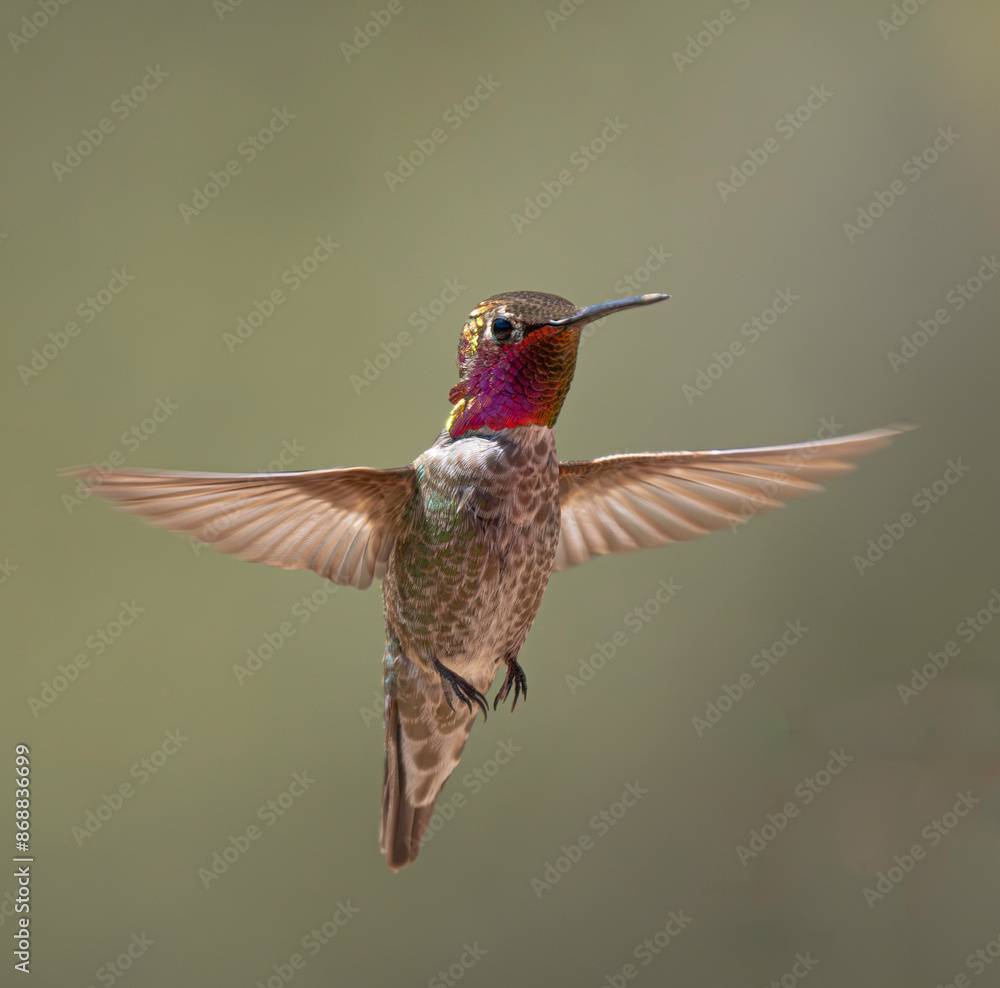 Fototapeta premium Male Anna's Hummingbird feeding in the flowers