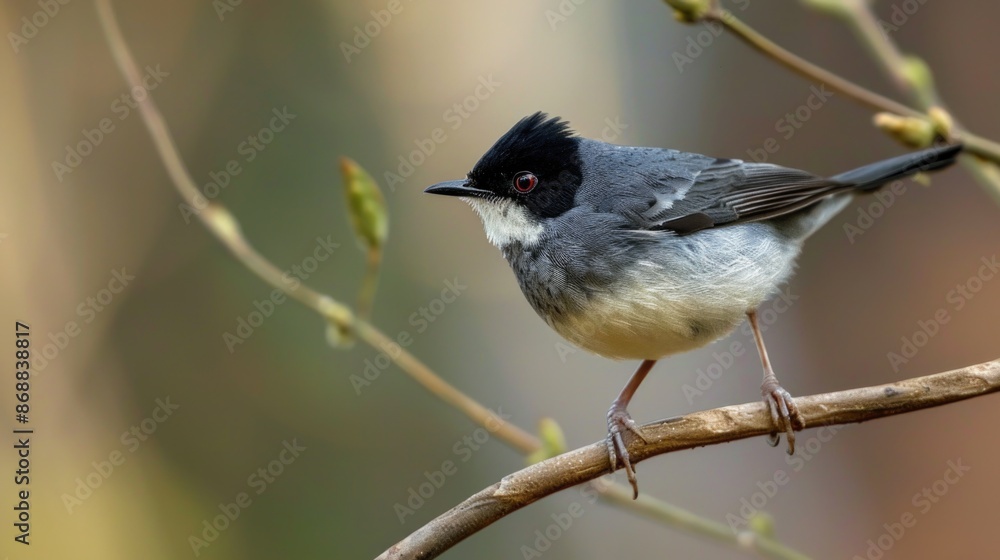 Fototapeta premium A small bird sitting on a branch of a tree, possibly waiting for food or singing