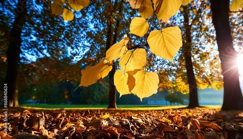 autumn yellow leaves of linden tree in autumn park fall background