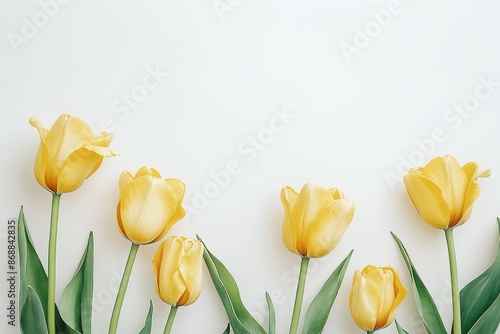Yellow Tulip Flowers on White Background - Bright Spring Floral Composition