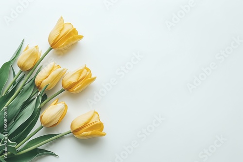 Yellow Tulip Flowers on White Background - Bright Spring Floral Composition