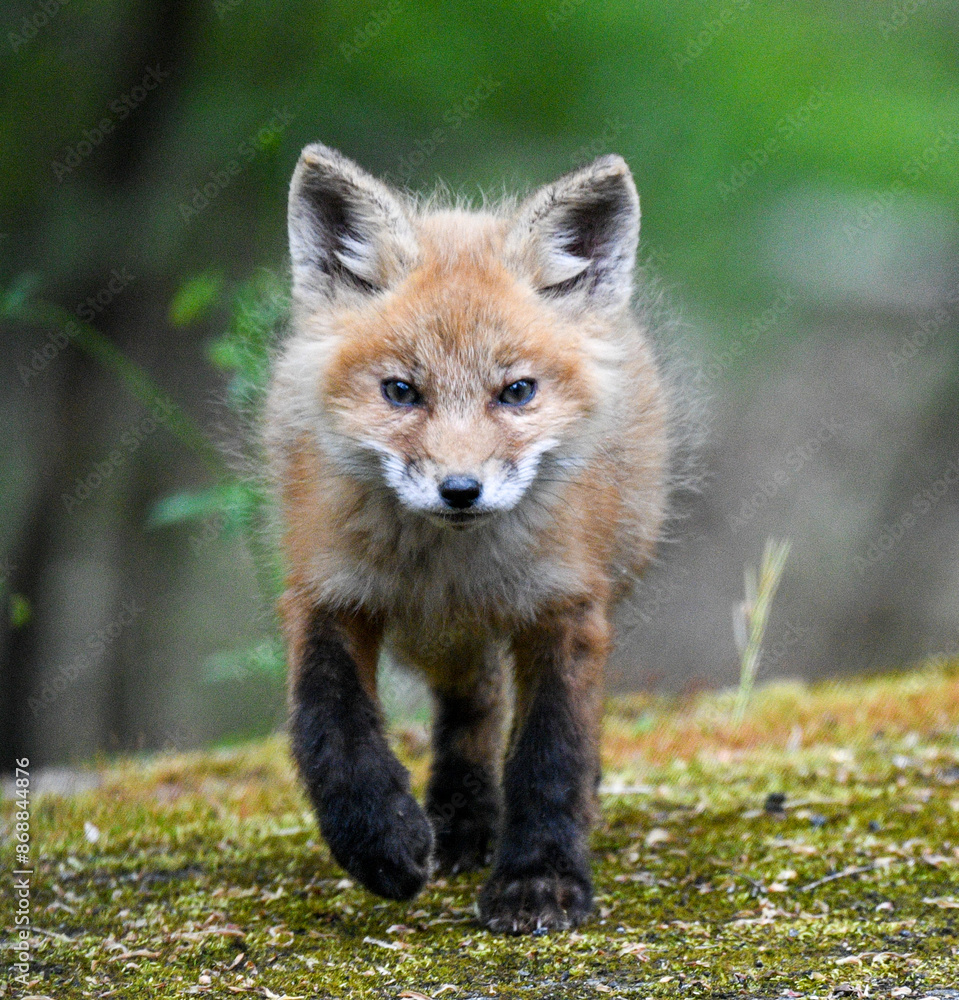 Baby fox kit close up Baby fox kit close up