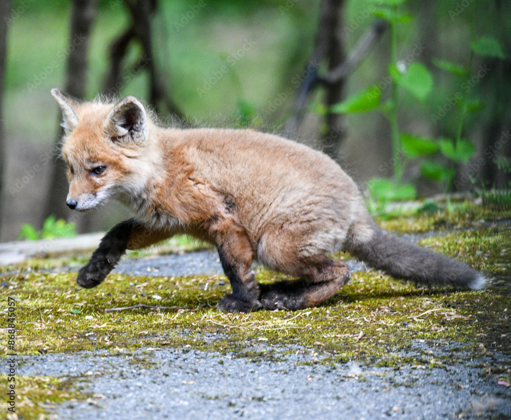 Baby fox kit close up Baby fox kit close up