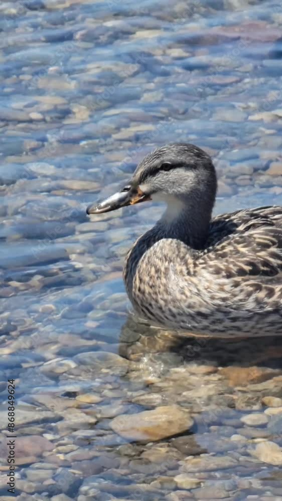 Close up of duck floating in a clear lake Close up of duck floating in a clear lake