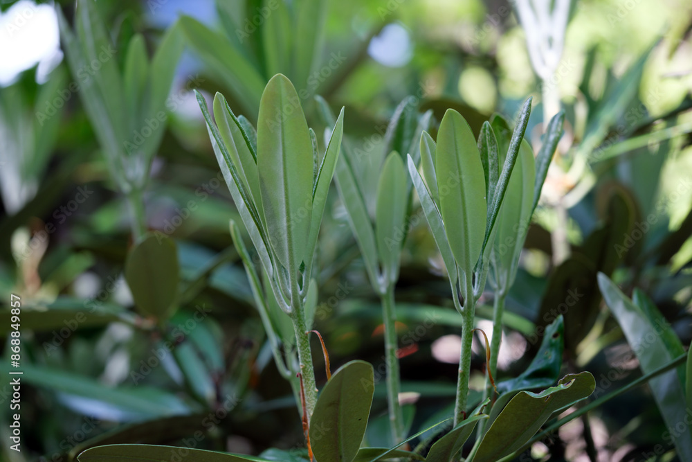 Obraz premium 力強く伸びるシヤクナゲの若葉