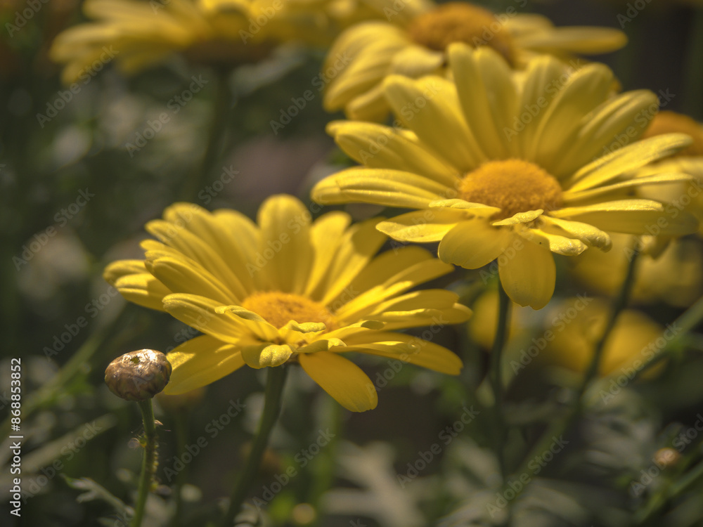 Fototapeta premium Close up of summer daisy in full bloom, beautiful soft yellow flowers