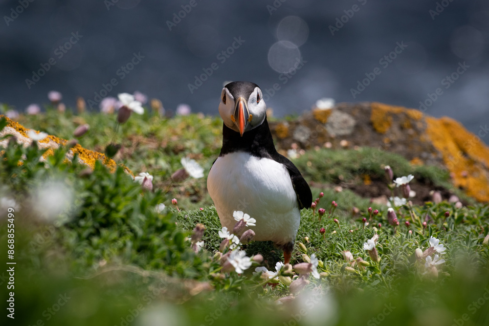 Naklejka premium atlantic puffin or common puffin
