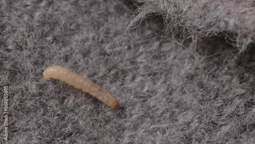 clothes moth caterpillar, Tineola bisselliella, crawls on woolen jacket, eats wool, brown insect, Clothes moth, selective focus, pest concept, destruction and damage to clothes in house photo