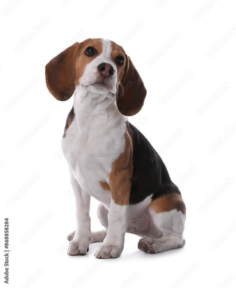 Cute Beagle puppy on white background. Adorable pet Cute Beagle puppy on white background. Adorable pet