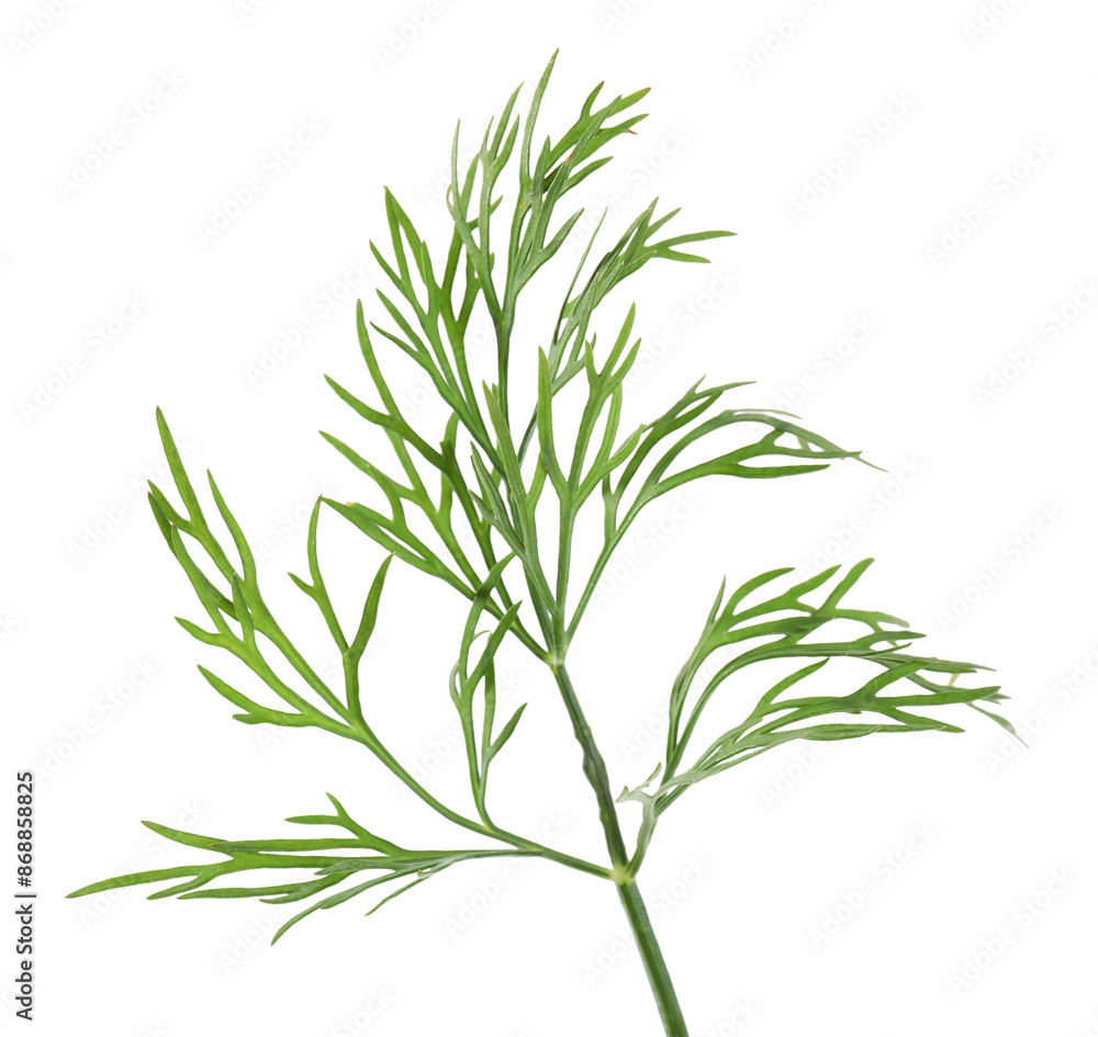 Obraz premium Sprig of fresh green dill isolated on white