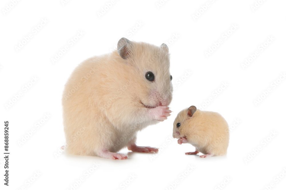 Mother hamster and baby pup isolated on white Mother hamster and baby pup isolated on white