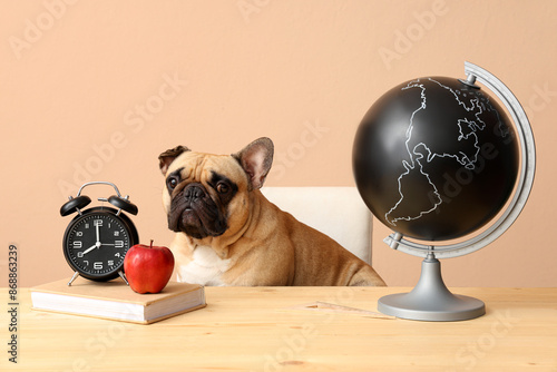 Cute French bulldog with sc...