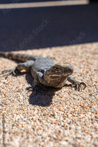 Baja California Black Iguana (Mexican Spinytail) photo