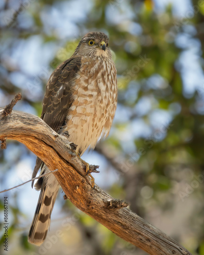 A Sharp-shinned Hawk in Arizona