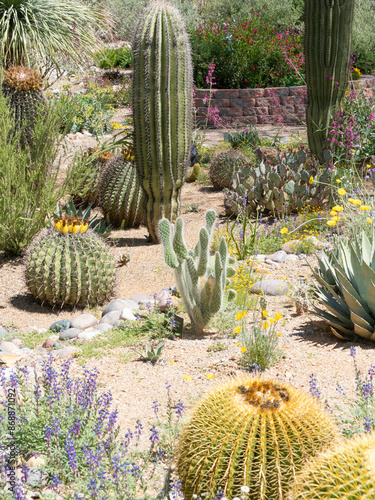 A Cactus Garden in Arizona