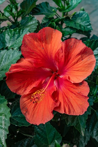 Hibiscus Bloom, Chestertown Maryland USA photo