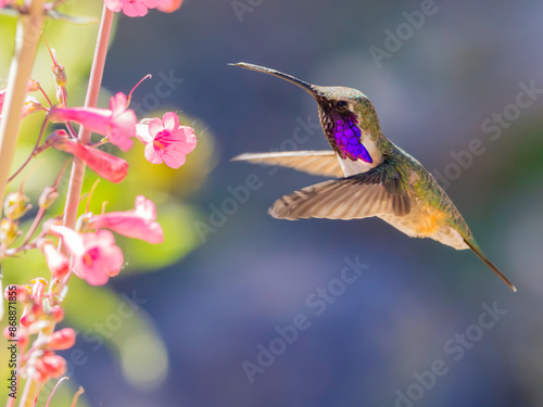 A Male Lucifer Hummingbird Feeds at the Wildflowers of Arizona