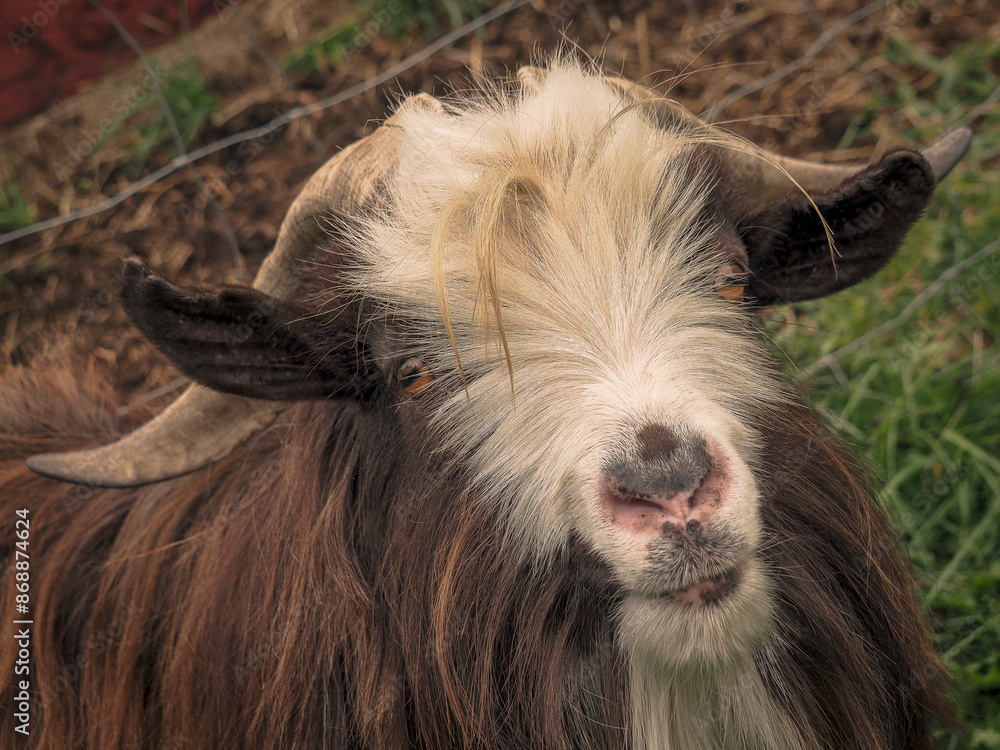 Slash the fainting goat buck looking at the camera on a beautiful sunny day