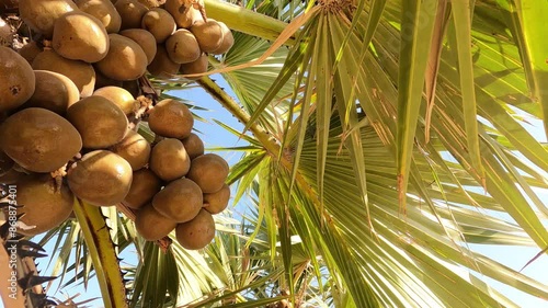 Colorful Lala Palm Fruits (Hyphaene) Hanging on High Trees photo