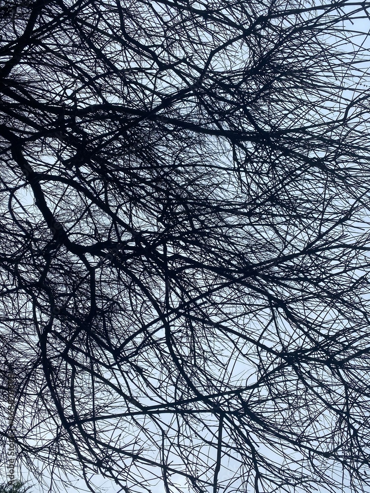 tree in the sky.
-
Taken by: Sophia Stanley S. tree in the sky.
-
Taken by: Sophia Stanley S.