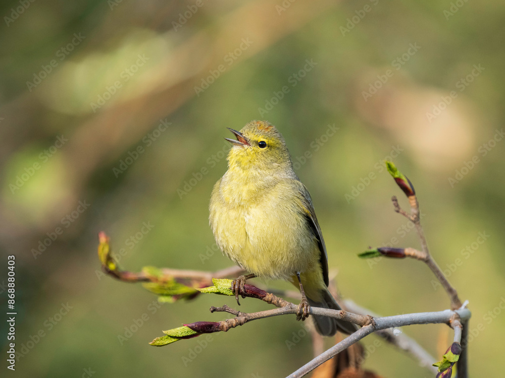 Obraz premium Female Orange-crowned Warbler in Alaska