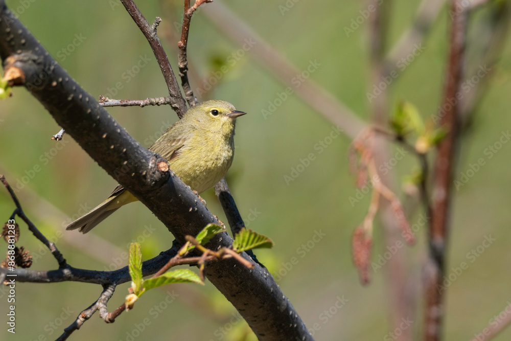 Obraz premium Female Orange-crowned Warbler in Alaska