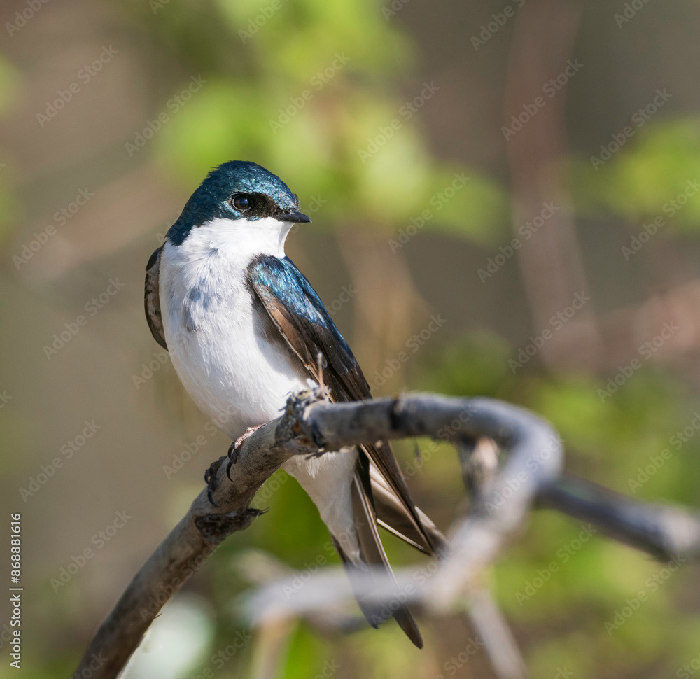 Fototapeta premium A Tree Swallow Sitting Pretty in Alaska