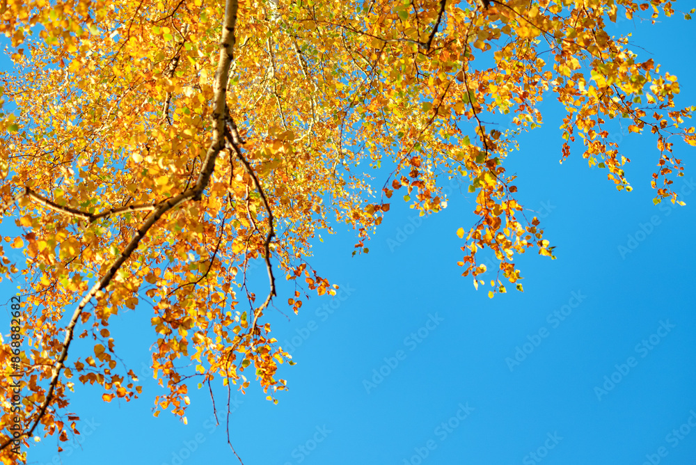 autumn yellow leaves against the sky. Selective focus autumn yellow leaves against the sky. Selective focus