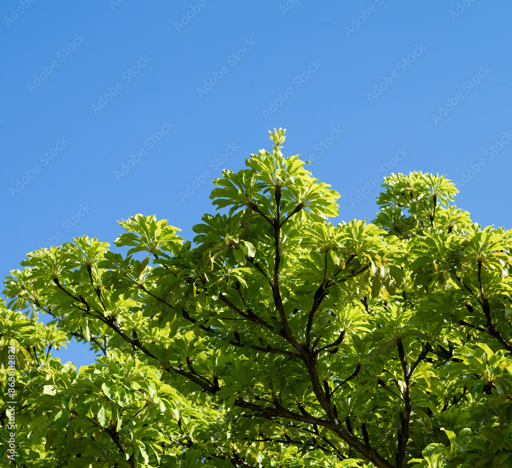 Fototapeta premium Lime Green Leaves on a Tree with Black Branches Under Blue Sky.