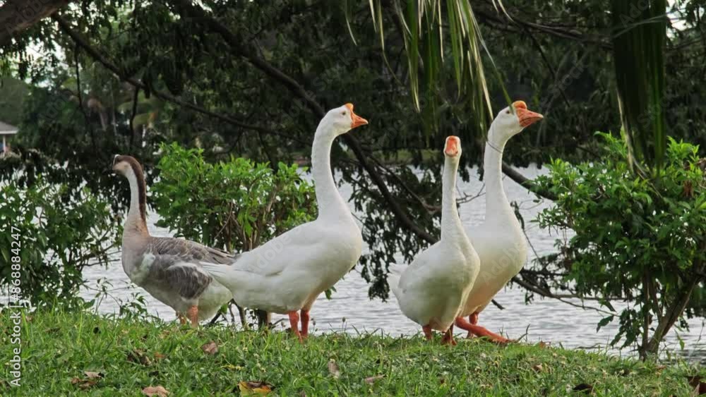 Flock of goose standing on green grass. Flock White goose eats grass on the field. Flock of goose standing on green grass. Flock White goose eats grass on the field.