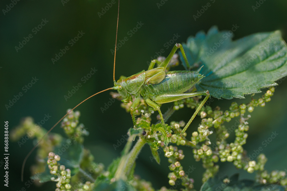 Tettigonia viridissima - a species of straight-winged insect from the ...