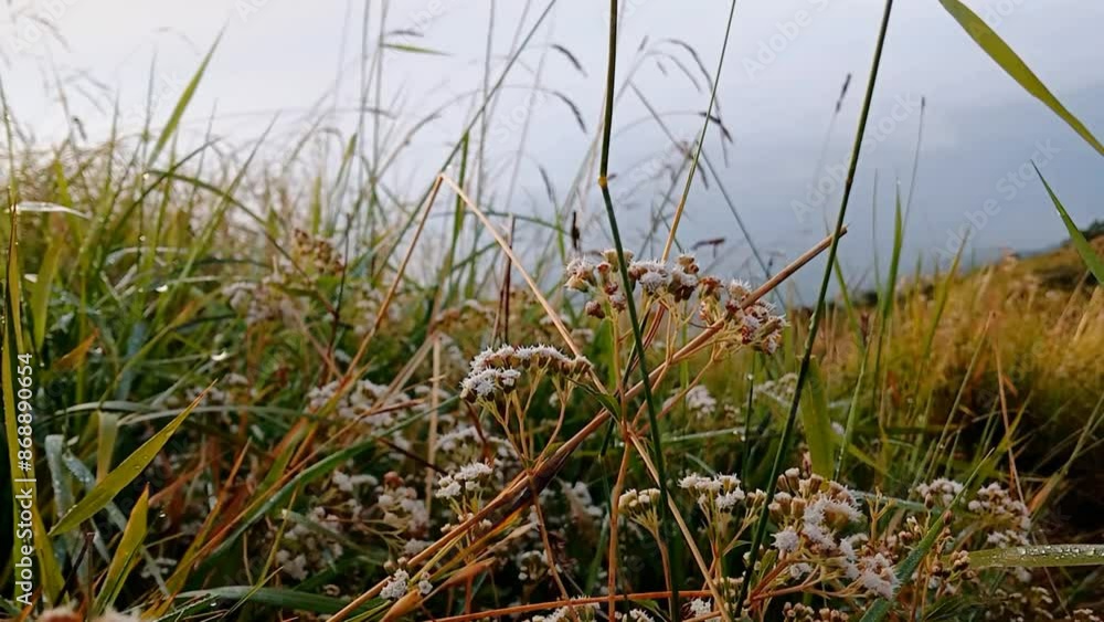 Mountain nature landscape behind grass swaying in the wind. Mountain view on a clear morning. Mountain nature landscape behind grass swaying in the wind. Mountain view on a clear morning.
