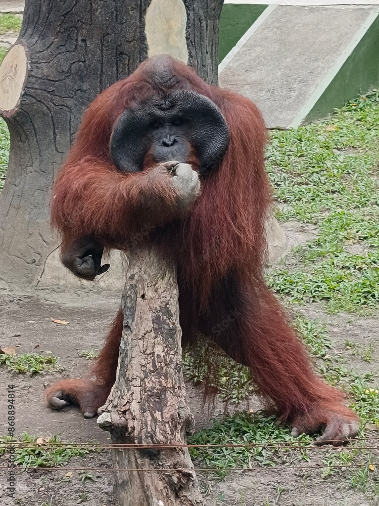 Obraz premium A lively monkey is striking a playful pose on a sturdy tree branch. Its agile body is balanced effortlessly, showcasing its strength and grace. The monkey’s fur, a mix of browns and grays, glistens in
