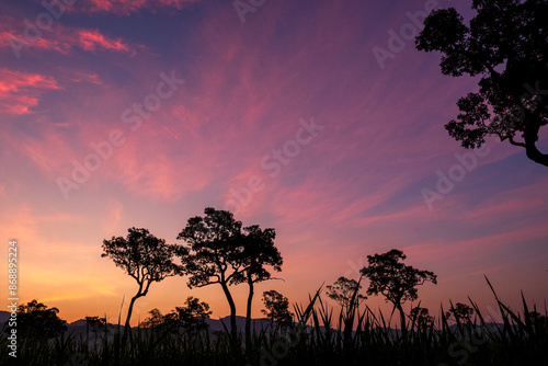 Purple sunrise sky tropical tree field in sunny morning. Silhouette tree pink purple dawn sky in spring season. Landscape meadow misty fog forest in countryside. Amazing violet landscape Park outdoor