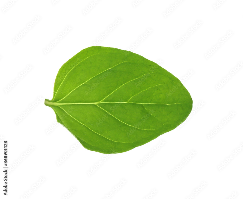 Fototapeta premium Fresh green oregano leaf isolated on white