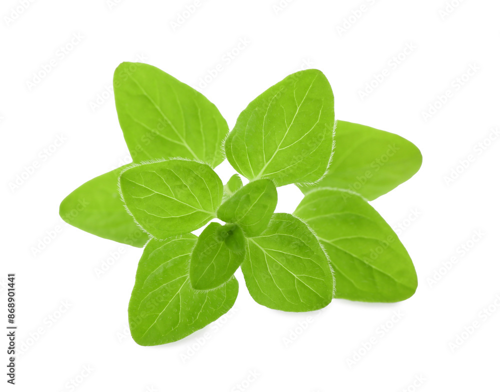 Sprig of fresh green oregano isolated on white Sprig of fresh green oregano isolated on white