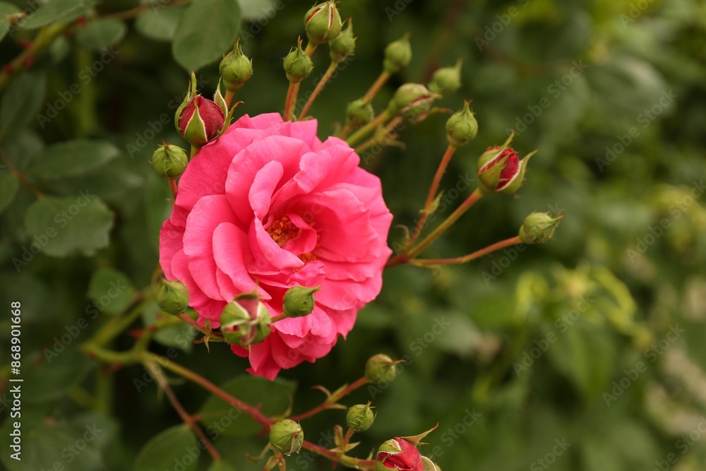 Beautiful pink rose growing on bush in garden, closeup Beautiful pink rose growing on bush in garden, closeup