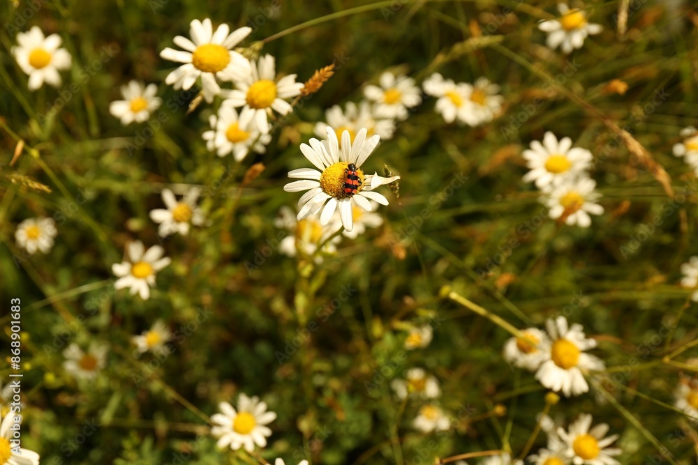 Insect sitting on beautiful chamomile outdoors, above view Insect sitting on beautiful chamomile outdoors, above view